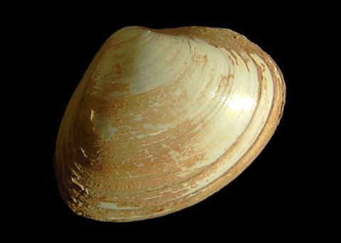 Surf clam. Credit: Hans Hillewaert