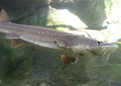 =Agroittica Lombarda is doing its bit to help preserve wild stocks of sturgeon Photo: Wiki/Cacophony CC BY 2.5