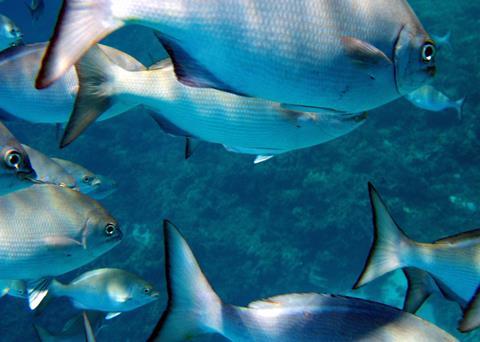 The Papahanaumokuakea Marine National Monument is a World Heritage listed US National Monument