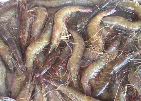 The wants better sharing of the northern shrimp resource Photo: Wiki/pinay06/CC BY-SA 3.0