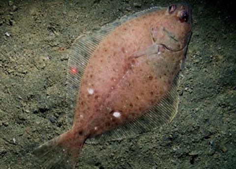 Petrale sole, a flatfish caught by trawling on soft-bottom seafloor. Credit: The Nature Conservancy