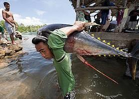 Jacana tuna fish landing, Puerto Princesa, Palawan, Philippines. ©Jurgen Freund/WWF Canon