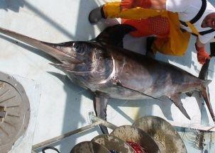 Day Boat Seafood is now MSC certified as a US North Atlantic swordfish fishery