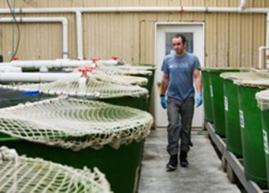 A SEANET program is to be established in Maine