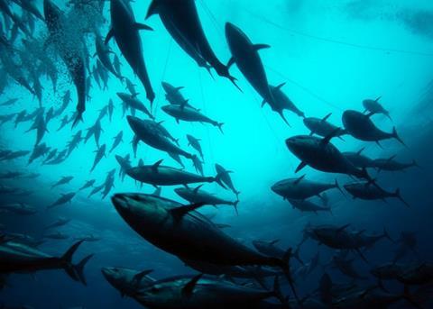 NFI says Greenpeace is using "tuna as a poster child for its fund raising efforts”. Photo: Marco Care/Marine Photobank