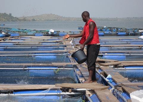 Nutreco and Unga Group have joined forces to help meet east Africa’s growing need for high quality protein Photo: Skretting