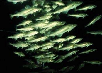 The DFPO Denmark Eastern Baltic cod fishery has been certified as sustainable. Credit: FAO