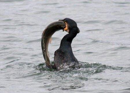 Cormorants are having a direct and indirect impact on fish stocks in the UK