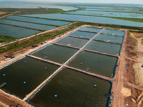 Ukraine prawn industry