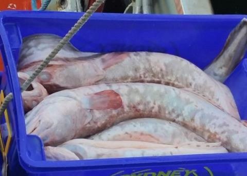 Independent report uncovers positive news for South East fish stocks