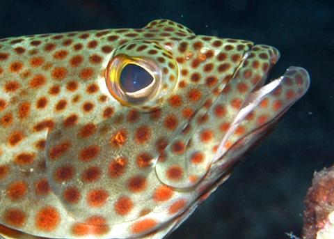 A project to build an indoor red grouper breeding pond has begun. Credit: NOAA
