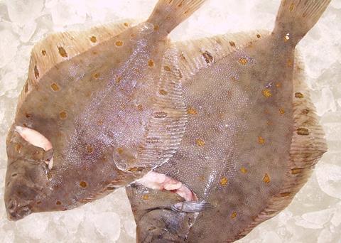The plaice stock in the North Sea has tripled in size since 2004