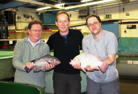 Professor Brendan McAndrew, Dr David Penman and Keith Ranson in the Tropical Aquarium Facility of the Institute of Aquaculture, holding a “wild type” (normal colour) tilapia (left) and a red tilapia (right). Credit: University of Stirling