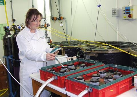 Bonnie Laverock of Plymouth Marine Laboratory checks her experiment on the European mussel's reaction to increased seawater acidity