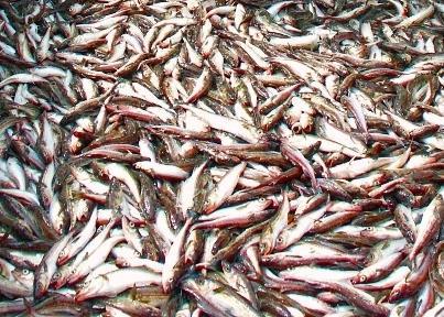 The EU's new system for fisheries control is now fully operational. Credit: NOAA