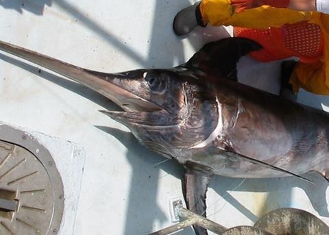 Whole Foods Market will stop selling red-rated swordfish by Earth Day. Credit: NOAA