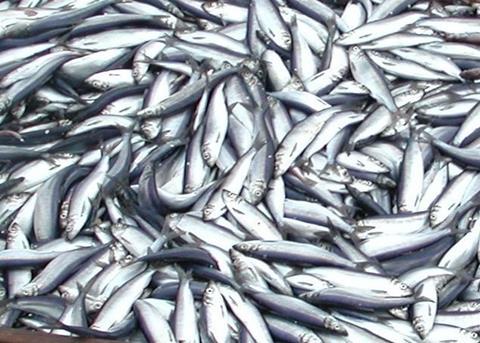 Herring is in plentiful supply in Faroese waters