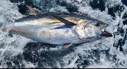 First NI bluefin tuna