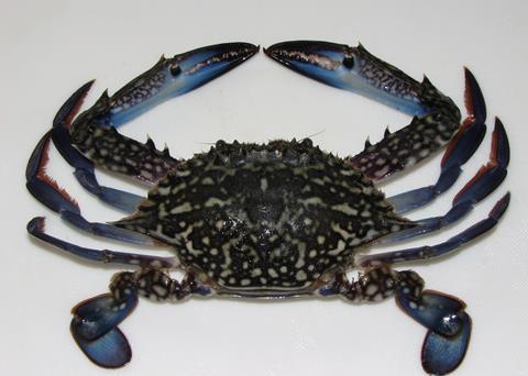 Blue swimmer crab. Credit: Self/CC BY-SA 3.0 via Wikimedia Commons