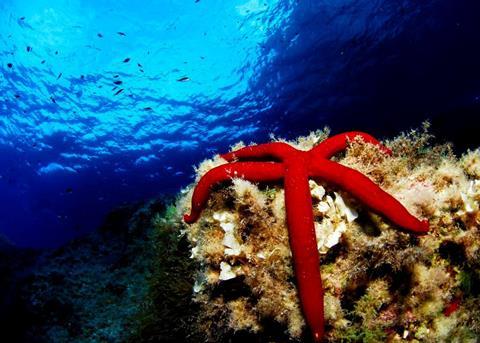 Oceana will promote the enlargement of the Cabrera National Park. Photo: Oceana/Juan Cuetos