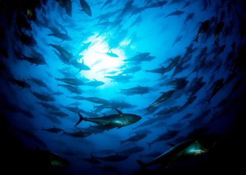 Improvements have been made for Eastern Atlantic bluefin, Western Atlantic bluefin, and Indian Ocean albacore. Photo: Marco Carè/Marine Photobank