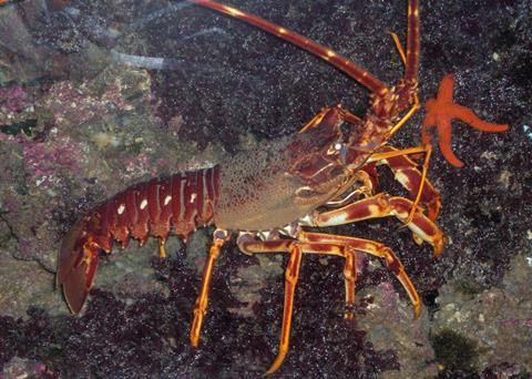 One of the presentation will discuss the viability of commercial culture of European spiny lobsters. Credit: Georges Jansoone (JoJan)/CC BY 3.0 via Wikimedia Commons