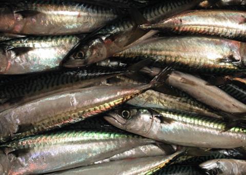 Mackerel