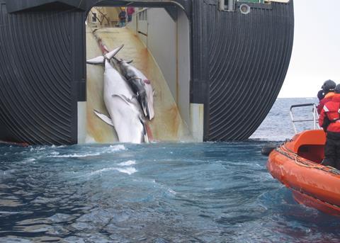 A minke whale and her one-year-old calf are dragged aboard the Nisshin Maru, a Japanese whaling vessel, in 2008. Credit: Australian Customs and Border Protection Service