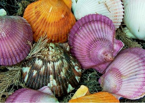 The Group exports 2,000 tonnes of scallop meat per year. Photo: AcuaPesca