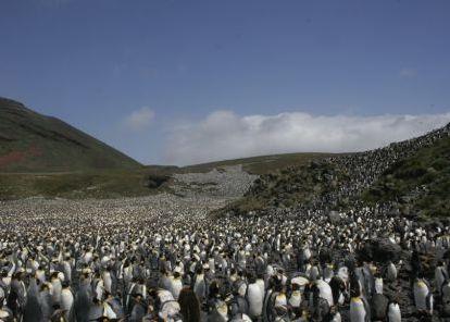 A marine protected area (MPA) around Prince Edward Islands will help protect a suite of spectacular wildlife, including albatrosses, penguins and killer whales © Samantha Petersen/WWF South Africa