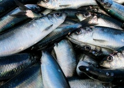 The MMO has secured an extra 300 tonnes of herring allocation in the Eastern English Channel and Southern North Sea for the inshore fleet