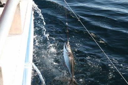 Nofima: Longline fishing smarter, News