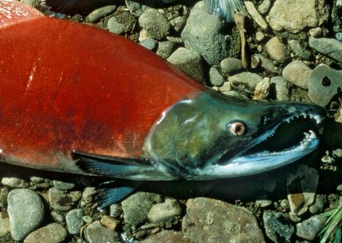 The Ozernaya River sockeye salmon fishery has been entered into full MSC assessment. Credit: U.S. Fish and Wildlife Service