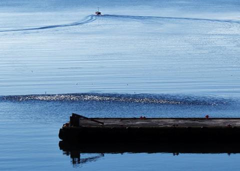 Mackerel shoal close to shore in Iceland