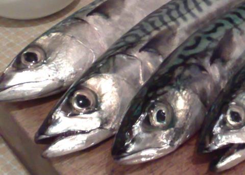 UK exports of mackerel rose last year, despite the Russian ban. Credit: Podknox/CC-by-2.0