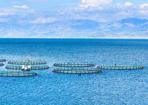 Salmon farm
