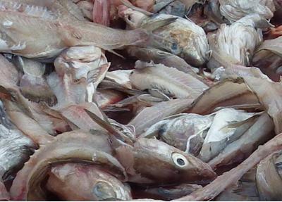 All this fish goes to waste, fertiliser or landfill after processing for human consumption