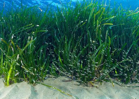 Seagrass meadows play a vital role in supporting populations of fishery species that are caught by commercial and recreational fishers. Photo: Professor Jason Hall-Spencer