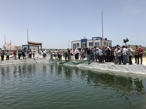 Egypt aquaculture