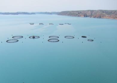 Barramundi sea cages in Cone Bay