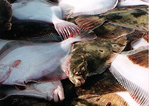 North Sea plaice