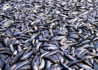 Norwegian herring fisheries have entered assessment for MSC recertification