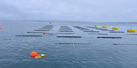 Seaweed farming off the coast of Greenland