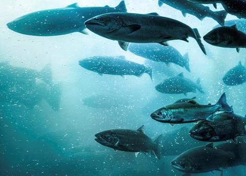 The conference will address the issues and techniques of how to utilise the entire fish