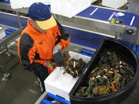 Before leaving the aquaport, all the lobsters are carefully checked. Mortalities are kept well below 0.25%, according to Aqualife.