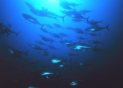 Greenpeace wants tuna fishing in the Indian Ocean to be managed sustainably. Photo: NOAA/Marine Photobank