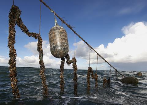 Organic farming of line mussels now makes a significant foot print in the development of Danish Aquaculture Photo: Alex Mikkelsen
