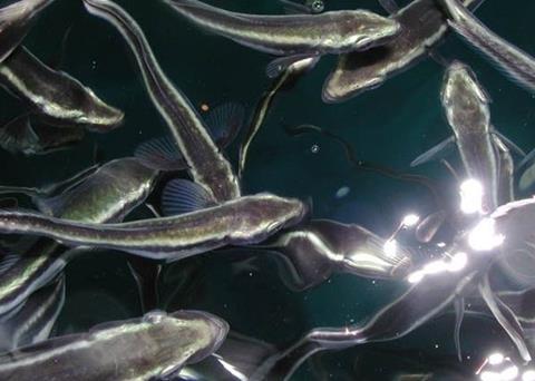 The study looks at the hearing sensitivty of larval cobia. Photo: NOAA