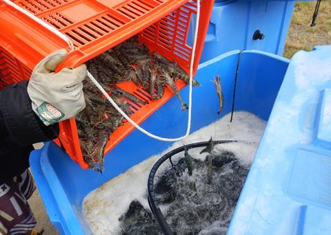 The Polybridge research project is testing the concept of fully recirculating pond water from intensive prawn culture ponds Photo: Queensland Department of Agriculture and Fisheries