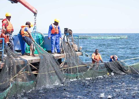 Spring Genetics has signed a broodstock agreement with Lake Harvest Group Photo: Spring Genetics